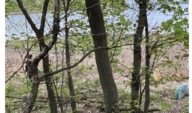 Coastal Preservation Network Projects - Queens Gazette