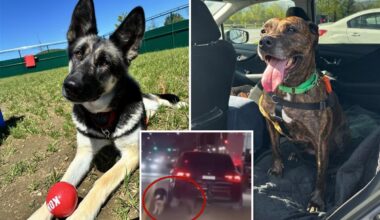 Two dogs dragged by heartless owner behind car on NYC street are now recovered and ready for new homes