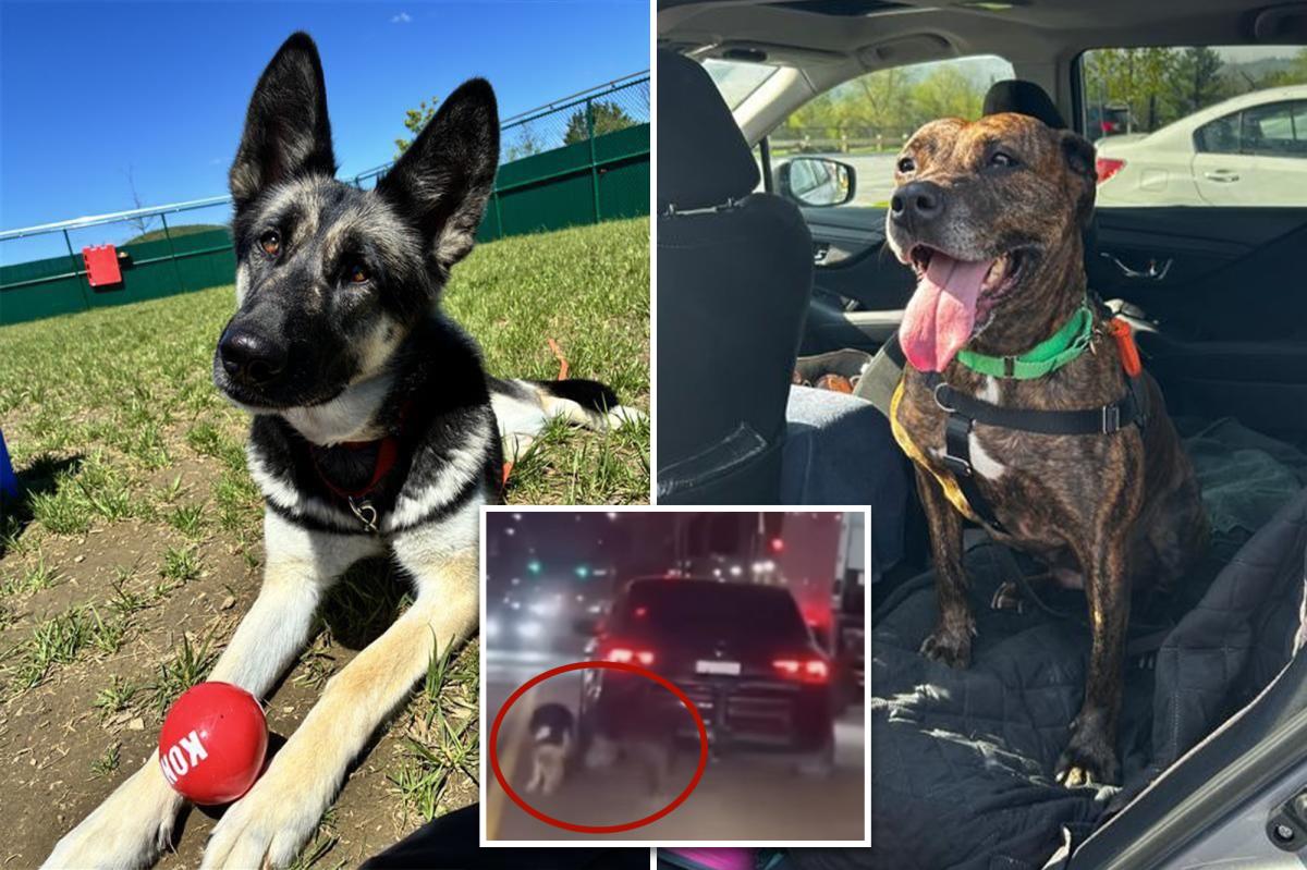 Two dogs dragged by heartless owner behind car on NYC street are now recovered and ready for new homes