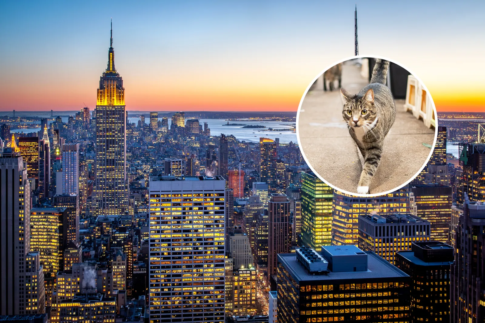 From left: New York's skyline at night; and a cat walking through a market.