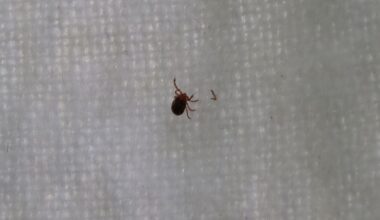 photo of a tick on a white piece of cloth
