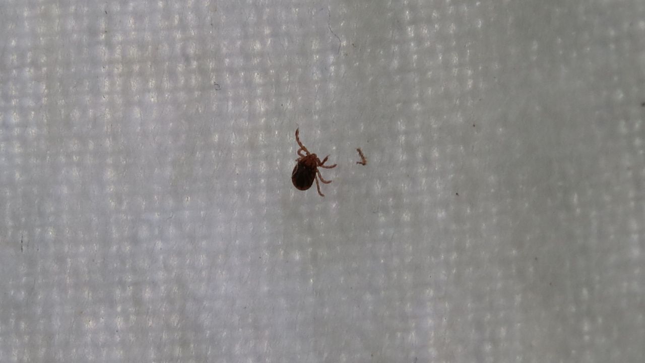 photo of a tick on a white piece of cloth