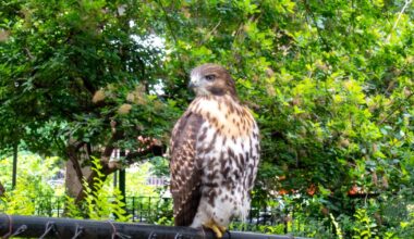 EV Grieve: A reminder for red-tailed hawk season in Tompkins Square Park
