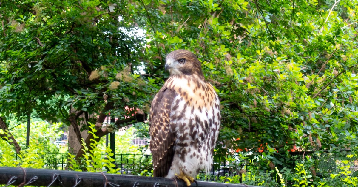 EV Grieve: A reminder for red-tailed hawk season in Tompkins Square Park