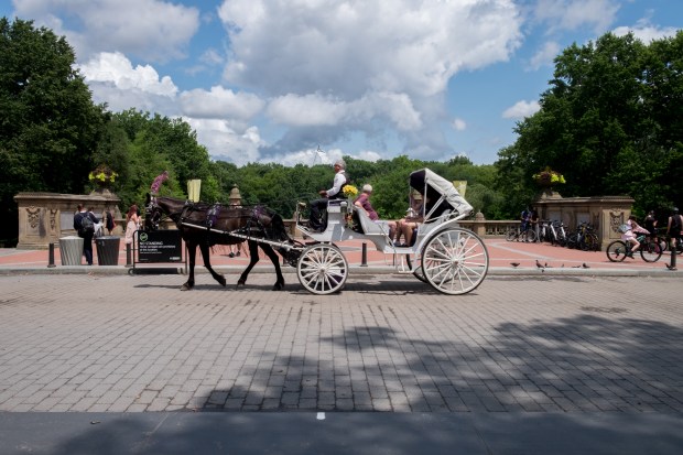 A carriage horse passes Bethesda Fountain in Central Park on Wednesday, July 29th. (Evan Simko-Bednarski/New York Daily News)