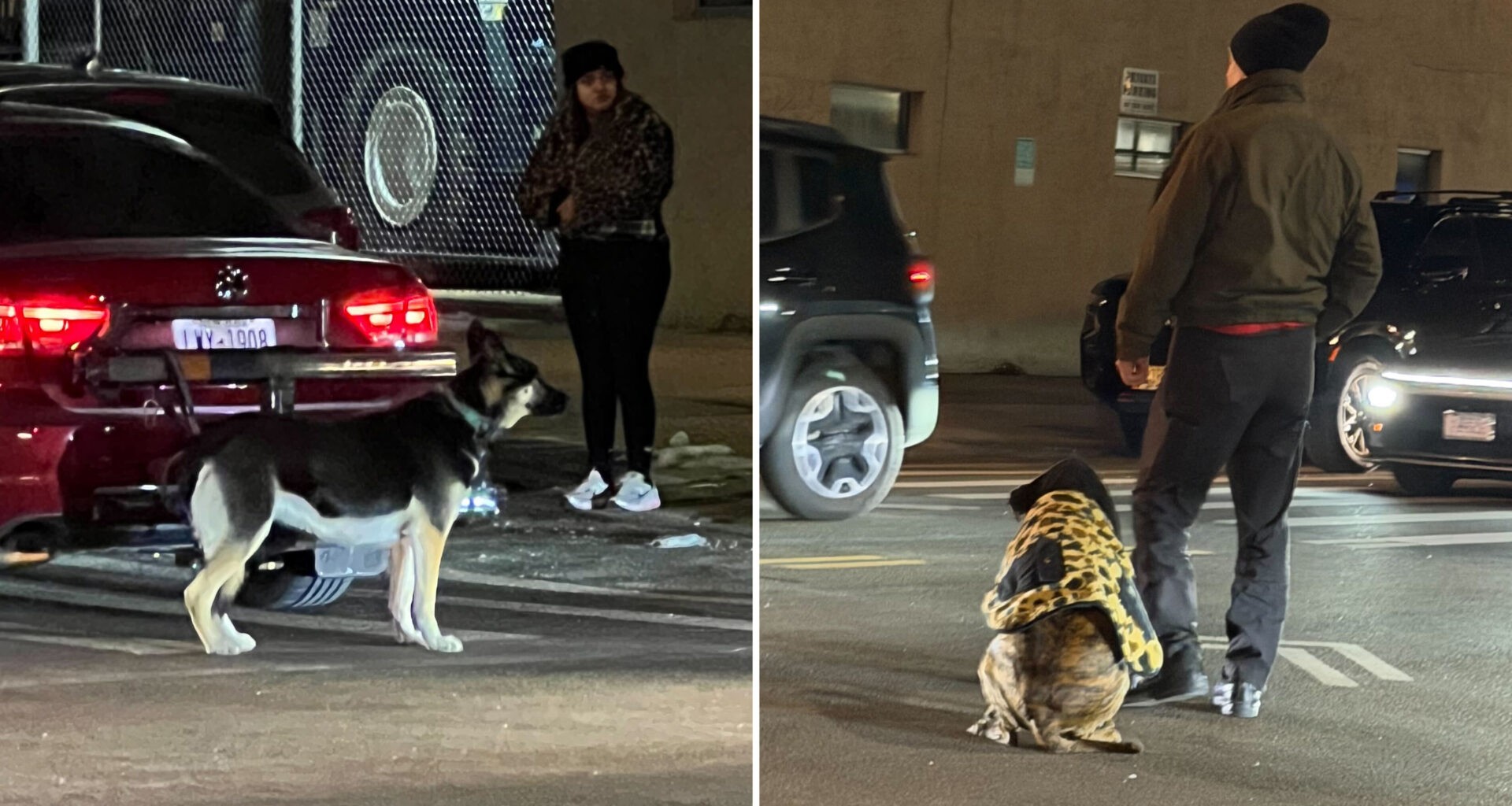 Dogs dragged behind Queens car ready for new homes