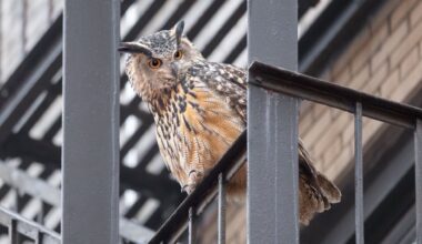'Wild Inside' documentary on Flaco the owl to debut