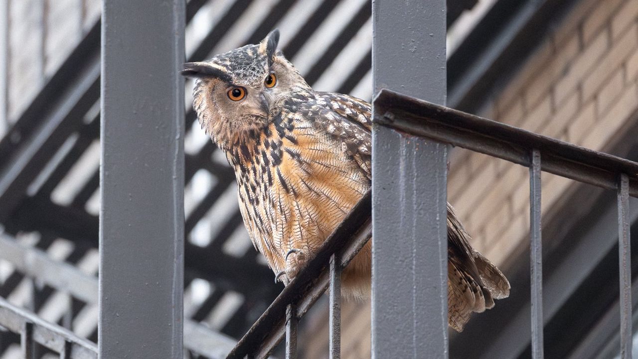 'Wild Inside' documentary on Flaco the owl to debut