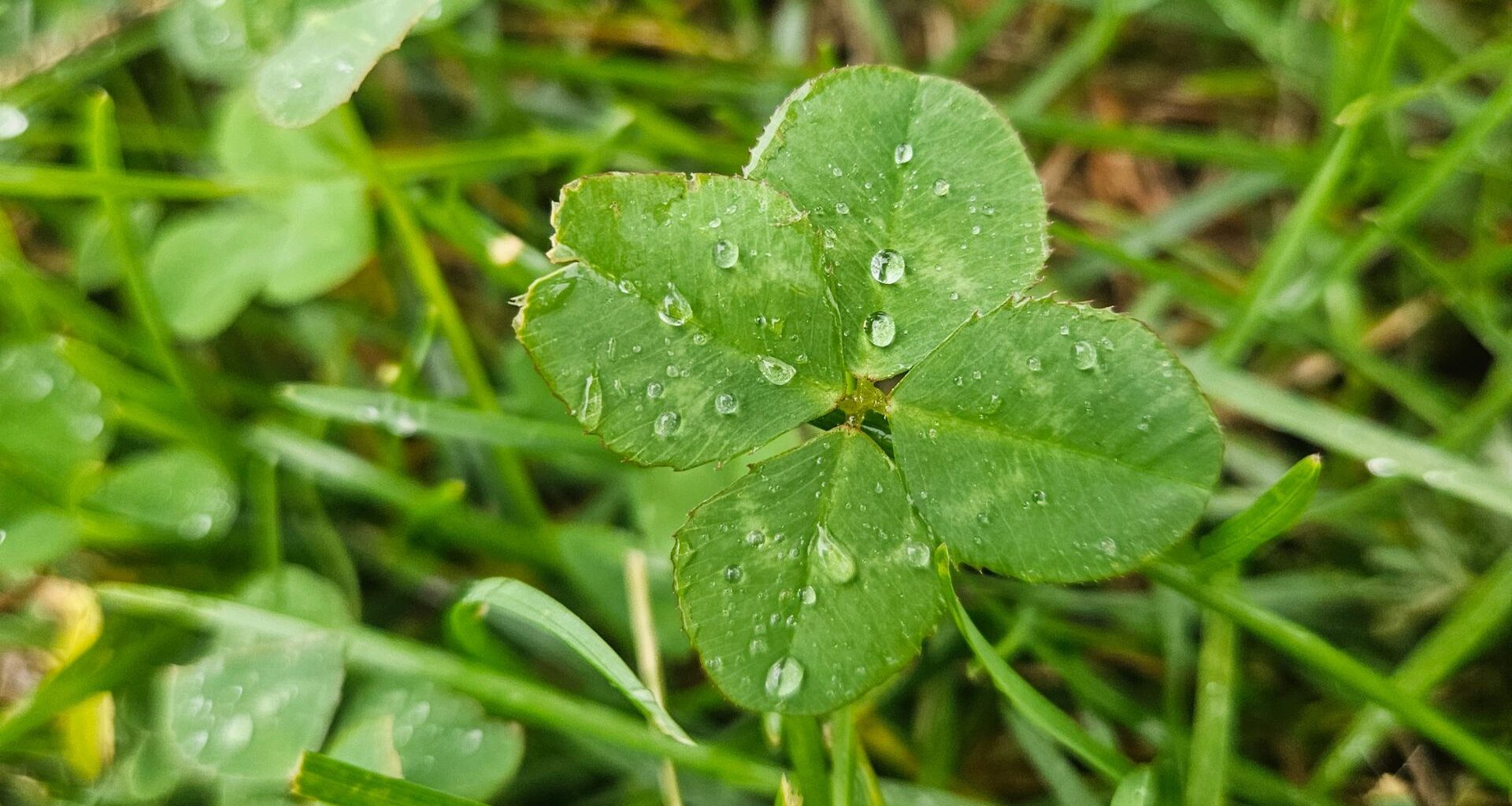 Finding luck daily: The Clover Queen’s incredible run continues