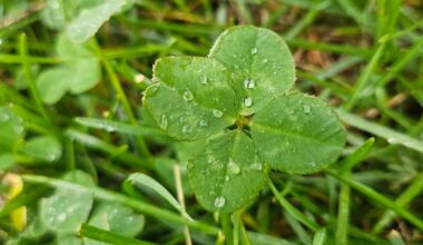 Finding luck daily: The Clover Queen’s incredible run continues