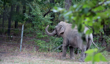 The Other Elephant | Defector
