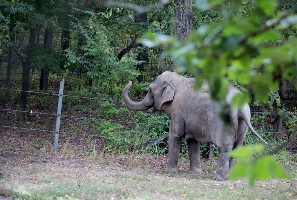 The Other Elephant | Defector