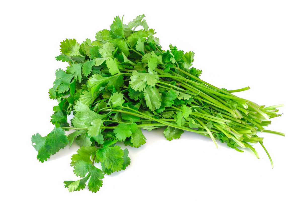 fresh cilantro isolated on white background possibly contaminated with cyclospora