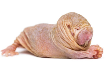 A white background and a small, hairless pink animal with a large, rounded head.