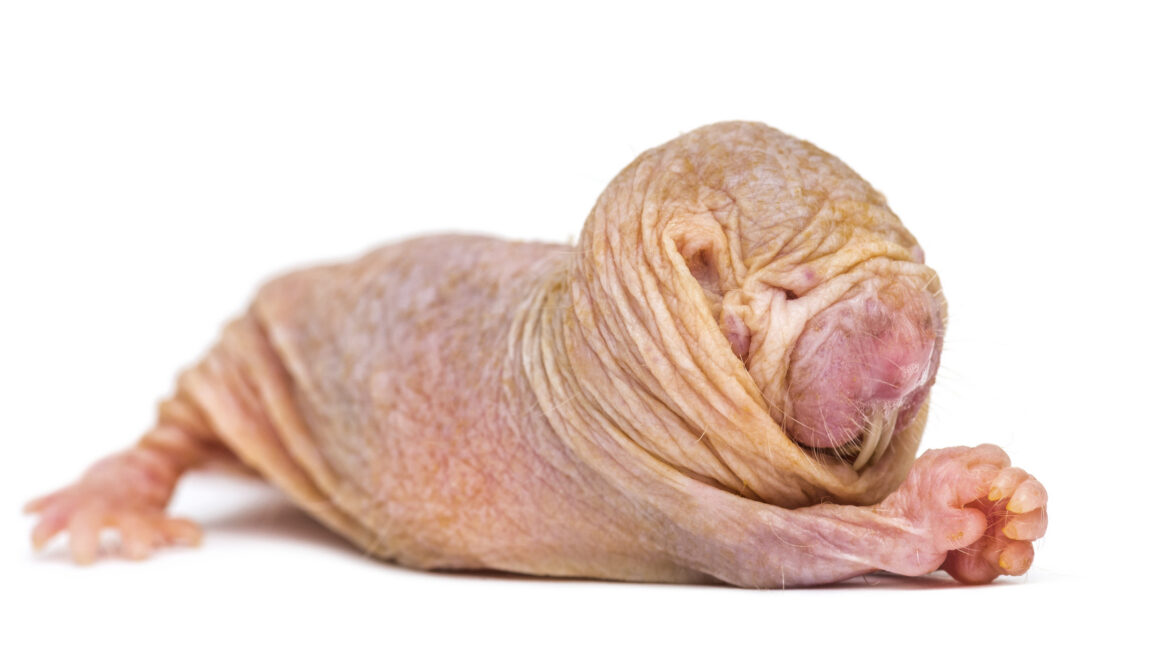 A white background and a small, hairless pink animal with a large, rounded head.