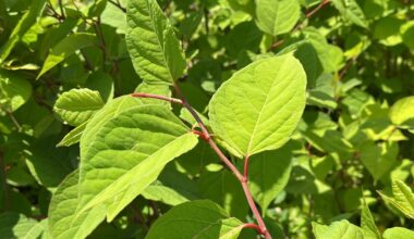 Restoring natural habitat at Fair Haven Beach State Park