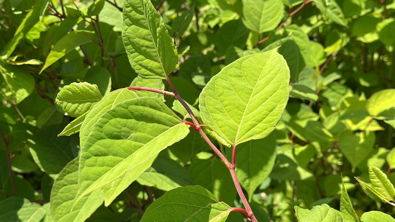 Restoring natural habitat at Fair Haven Beach State Park