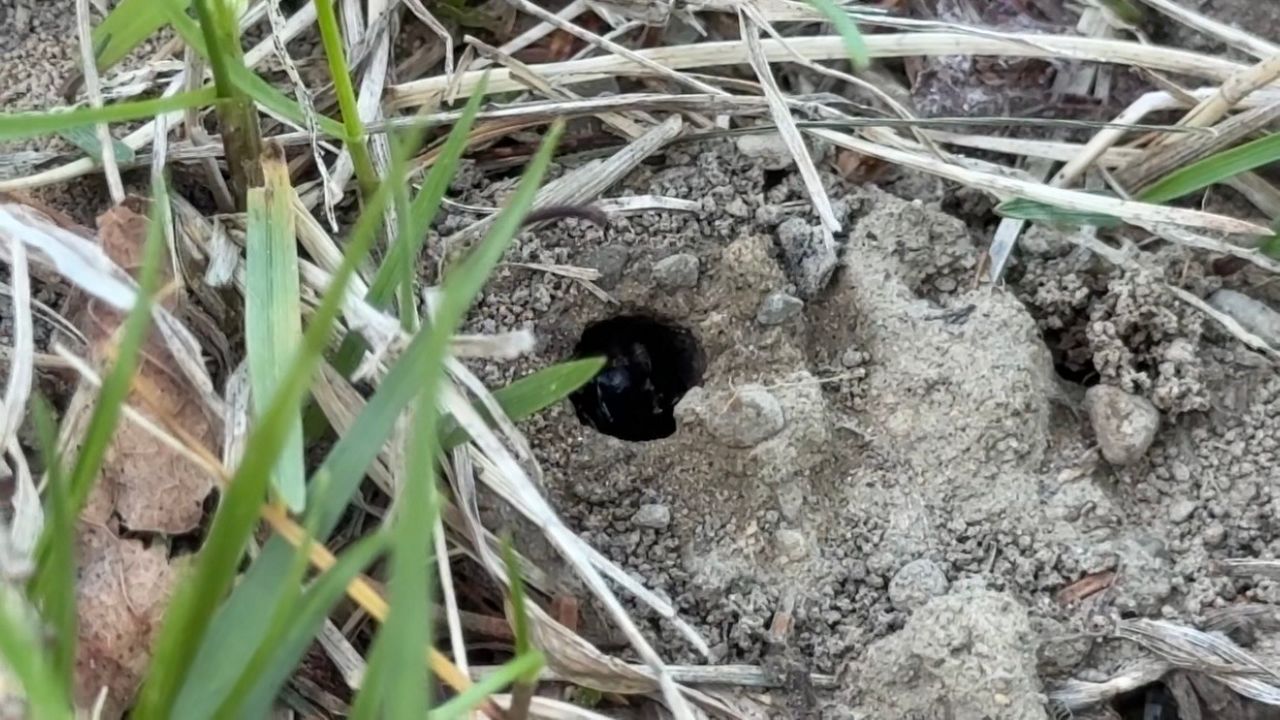 A ground nesting bee peeks out from her burrow. (Spectrum News/Natalie Mooney)