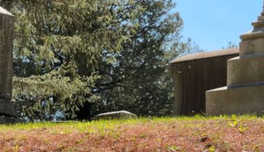 Millions of miner bees in Ithaca cemetery