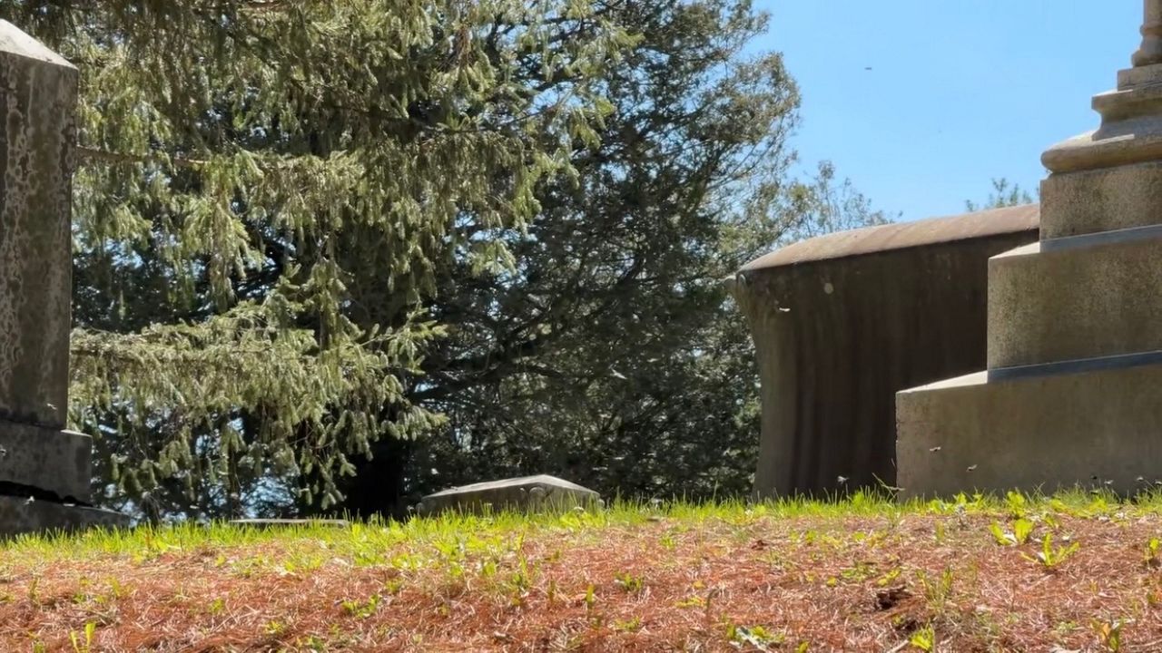 Millions of miner bees in Ithaca cemetery