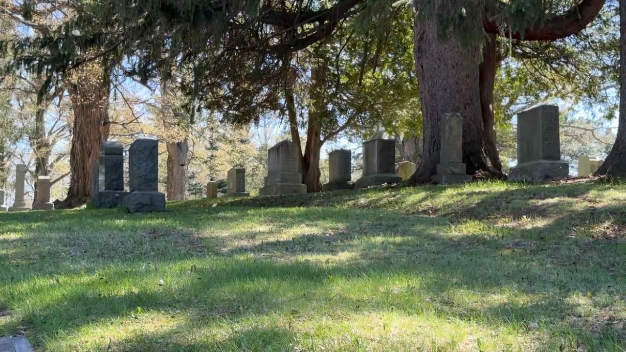 5.5 million bees call a cemetery in Ithaca home. (Spectrum News/Natalie Mooney)