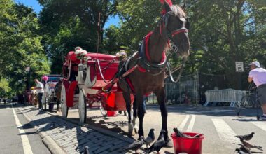 ‘Neigh!’ to Central Park horse carriages: City Council Speaker Menin backs Romanch’s Law to ban controversial industry ahead of hearing