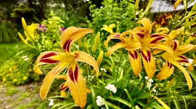 IMG_5428.jpeg