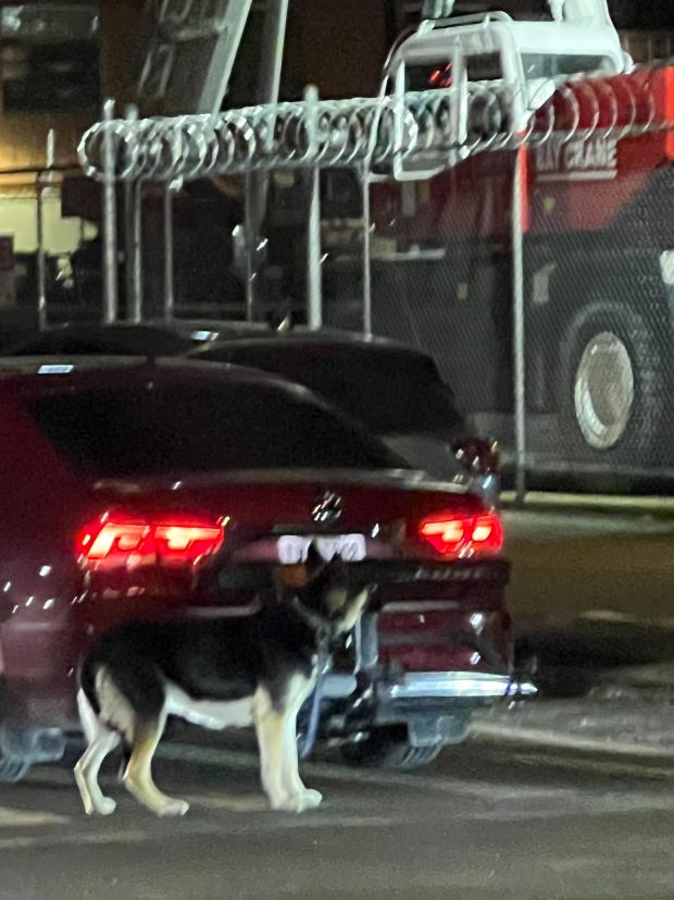 A 68-year-old Queens man faces animal cruelty charges after leaving two dogs leashed to his vehicle and dragging them, authorities said. (Courtesy of Piamsook Homrod)