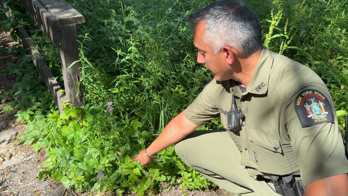 DEC Ranger Michael Chappell points out poison ivy. (Spectrum News/Natalie Mooney)