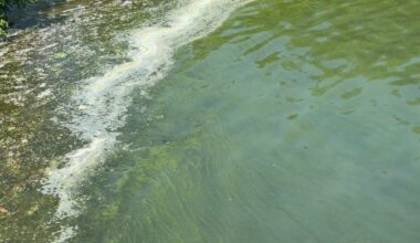 HABs reported in waterways across the state