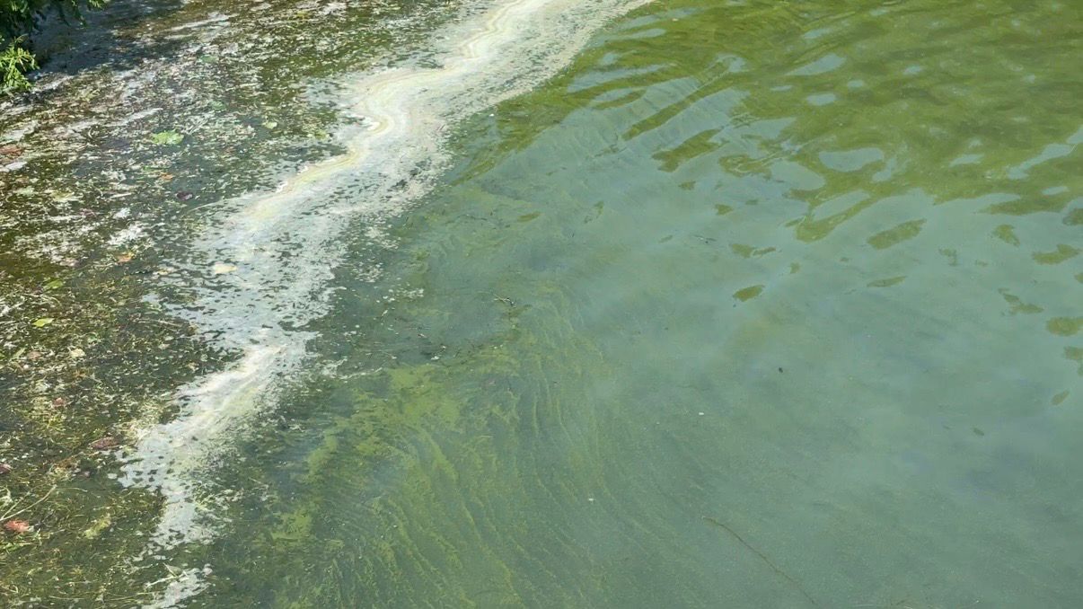 HABs reported in waterways across the state