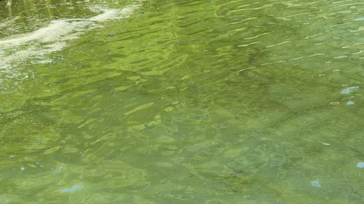 Water turned green from a HAB on Cayuga Lake. (Spectrum News/Natalie Mooney)