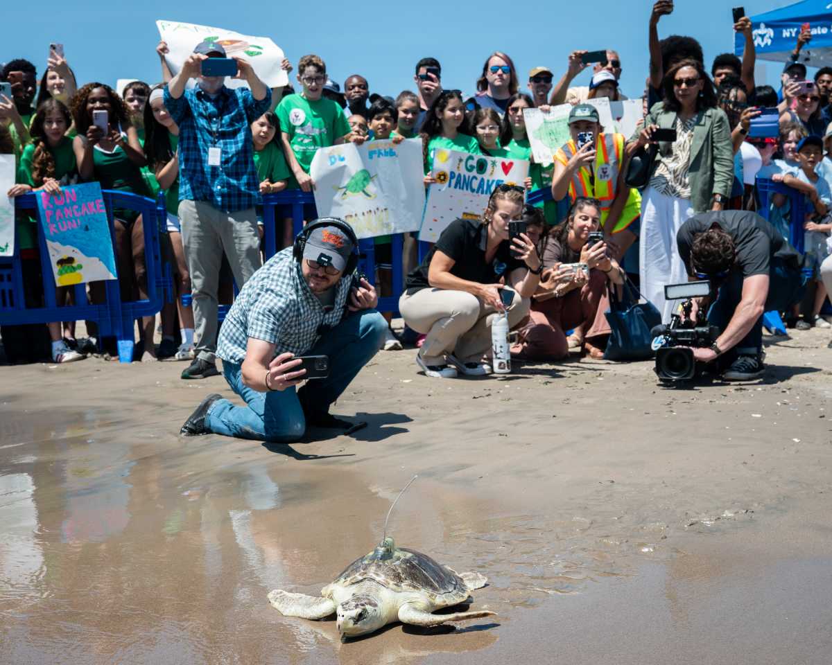 Ocean bound: Endangered Kemp’s ridley sea turtle Pancake returns home after rehabilitation • Brooklyn Paper