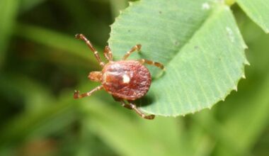 Lone Star Tick