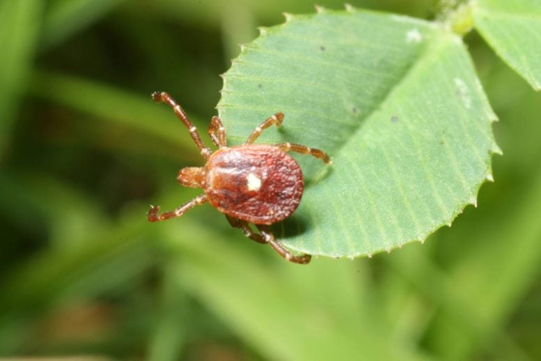Lone Star Tick
