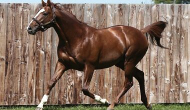 Thirsk Debut For Expensive Queen's Sister Isabella De Vega