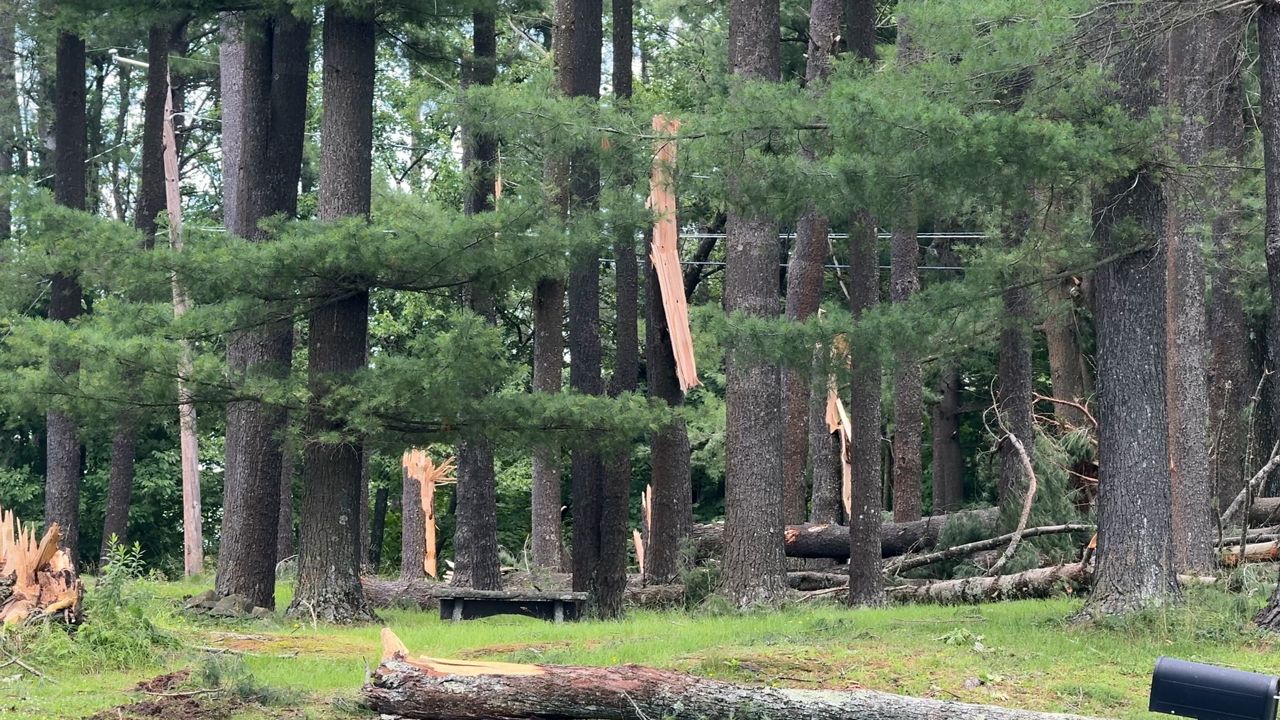 Trees downed