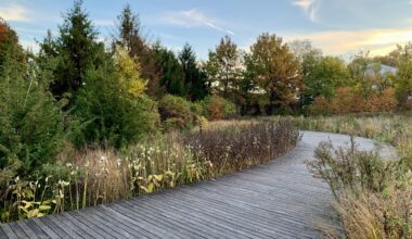 The Greenway Botanical Garden, a restored native plant sanctuary in an abandoned former naval cemetery. Photo: Mary Frost/Brooklyn Eagle.