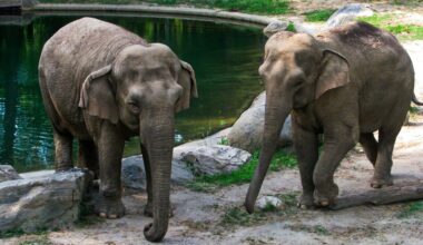 Bronx Zoo Eyes Tenn. Sanctuary for Patty, Its Last Remaining Elephant