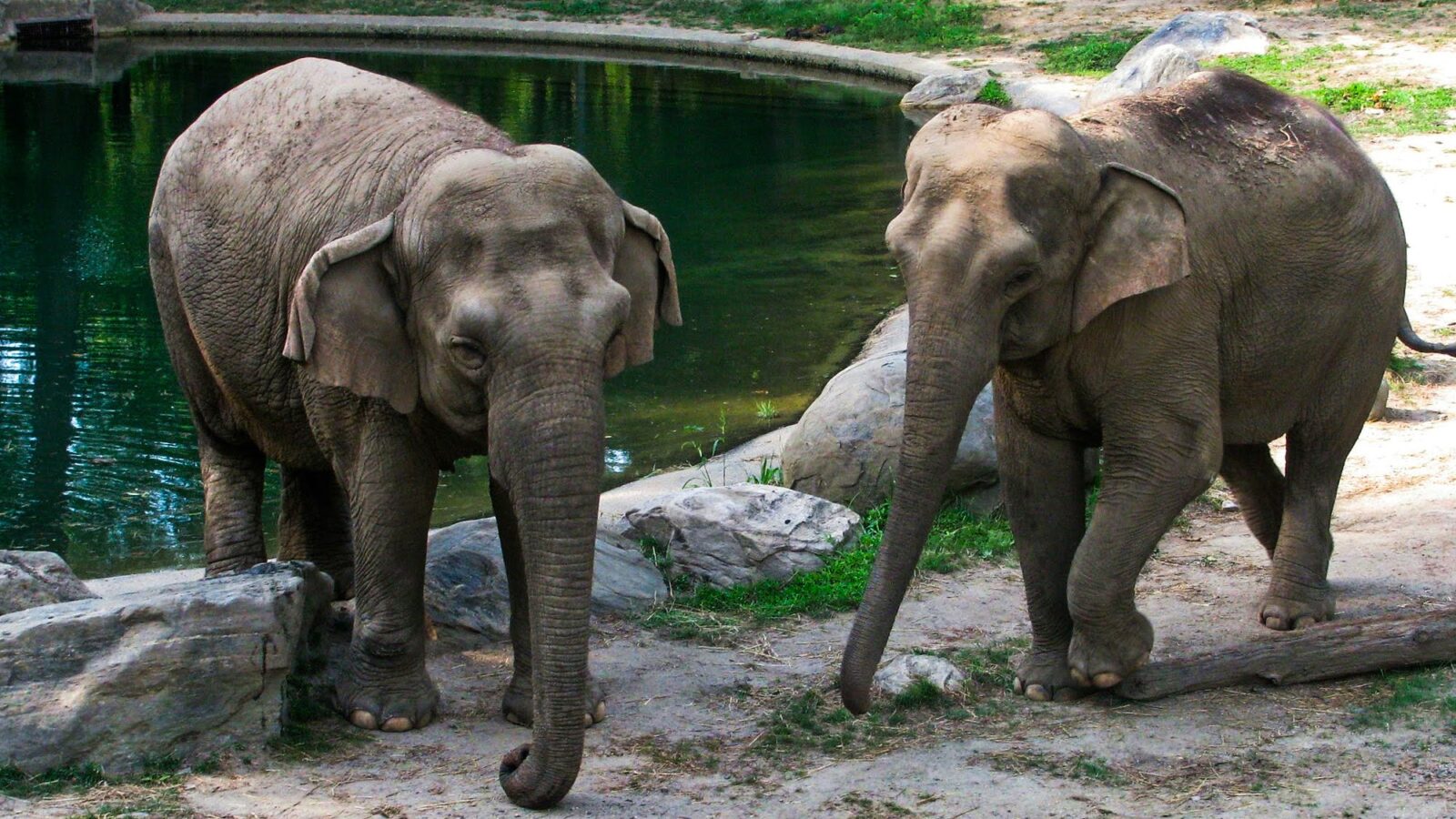 Bronx Zoo Eyes Tenn. Sanctuary for Patty, Its Last Remaining Elephant