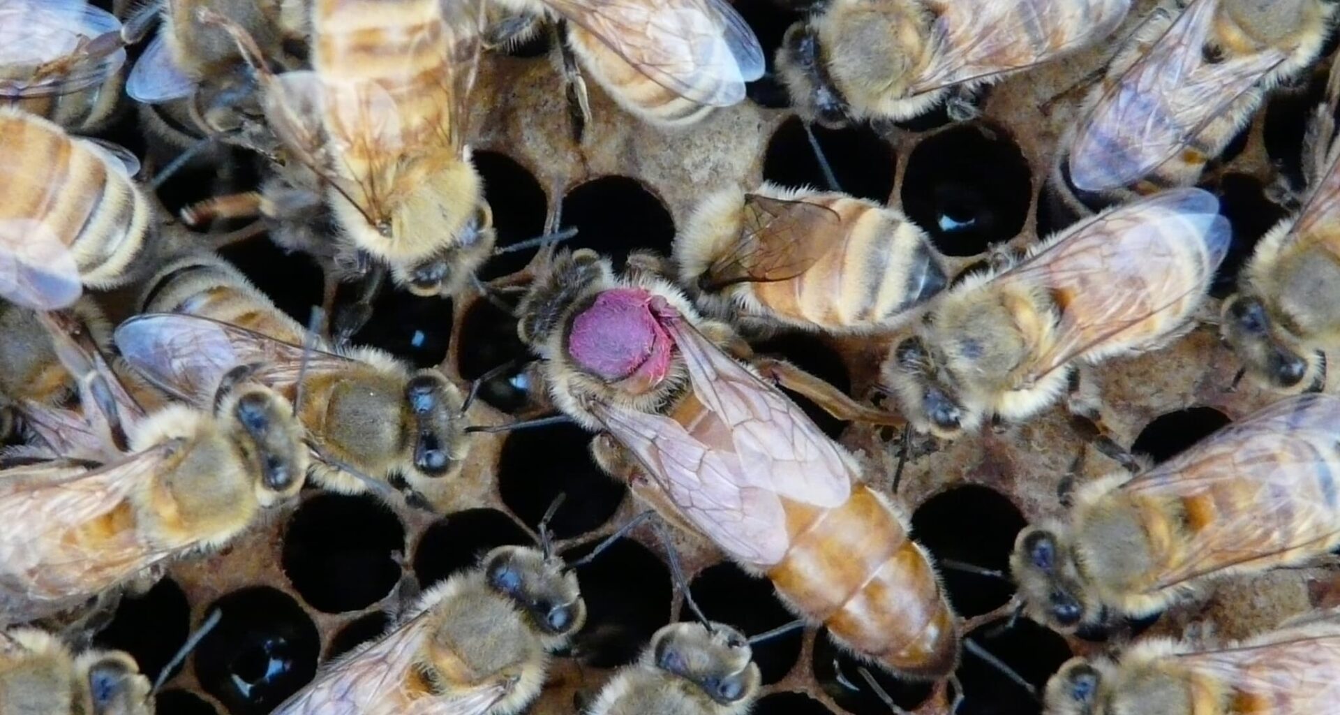 Honeybee Queens May Pass Pesticide To Their Eggs, Study Finds
