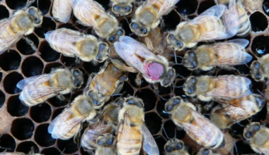 Hive mind: how bees clear colony chemicals
