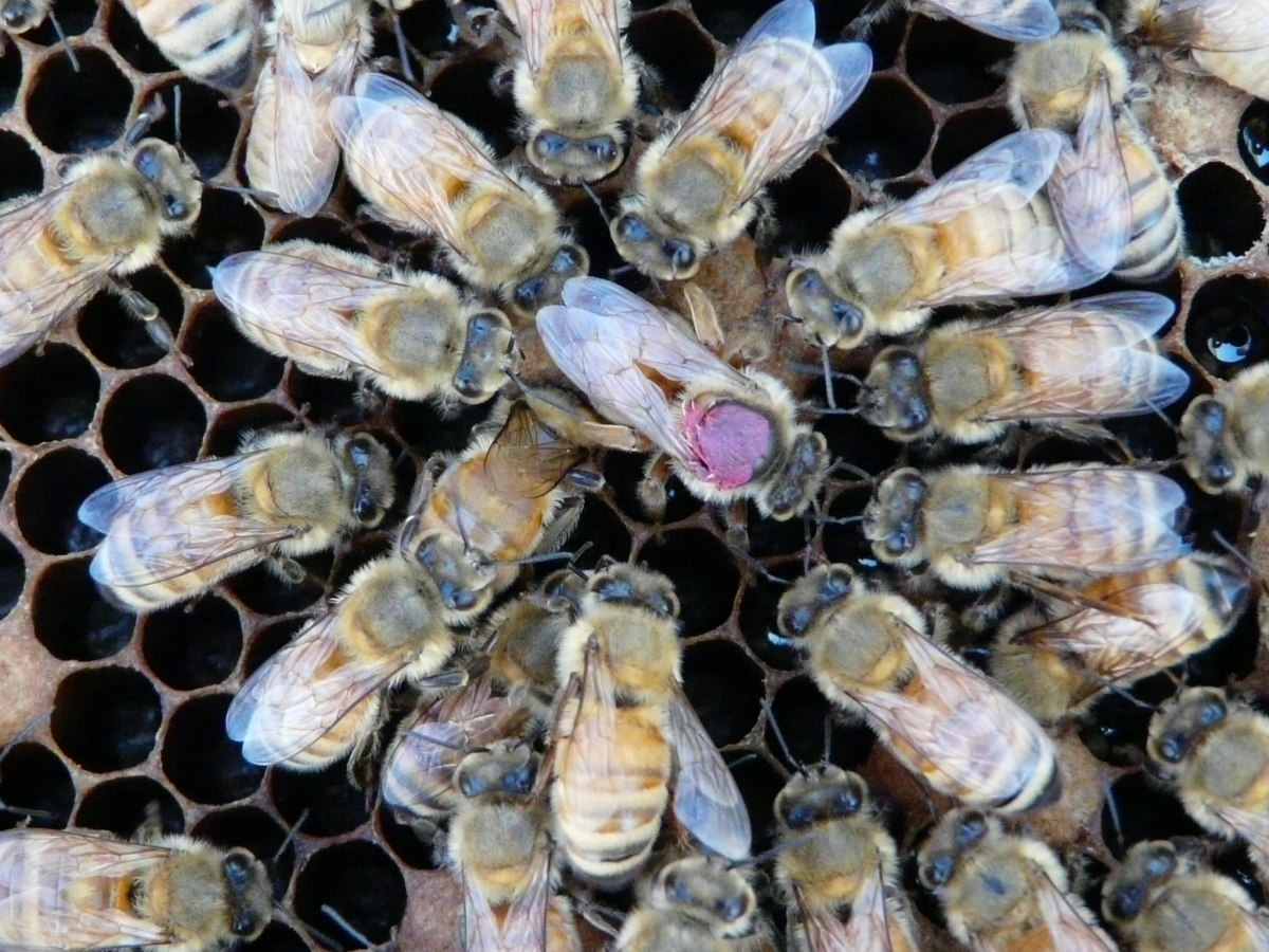 Hive mind: how bees clear colony chemicals