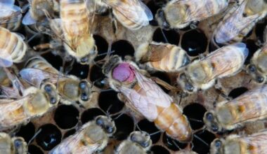 Honeybees clustered on wax honeycomb, one marked with a purple tag (photograph)