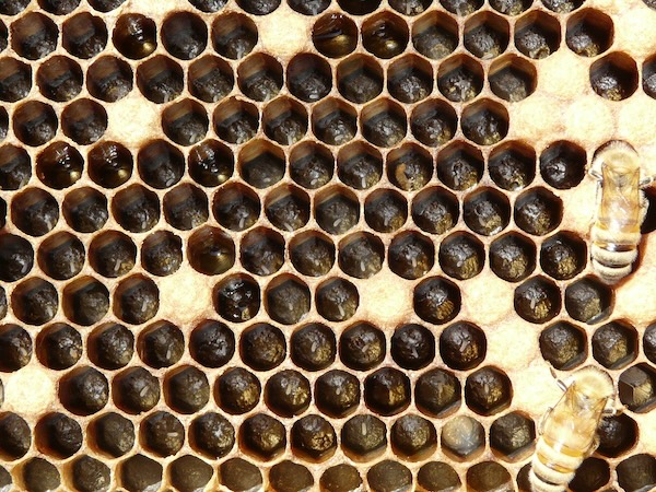 bee eggs
