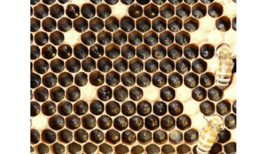 Honeybee Queens Push Pesticides to Eggs to Protect Themselves Over Their Offspring