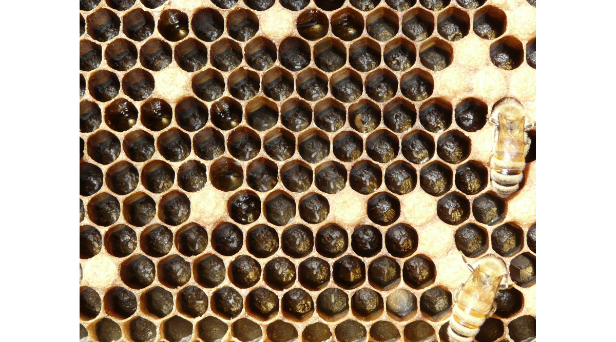 Honeybee Queens Push Pesticides to Eggs to Protect Themselves Over Their Offspring