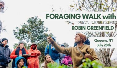 Foraging Walk with Robin Greenfield in Queens