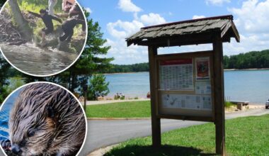 Experts weigh in on New York's rabid beaver scourge