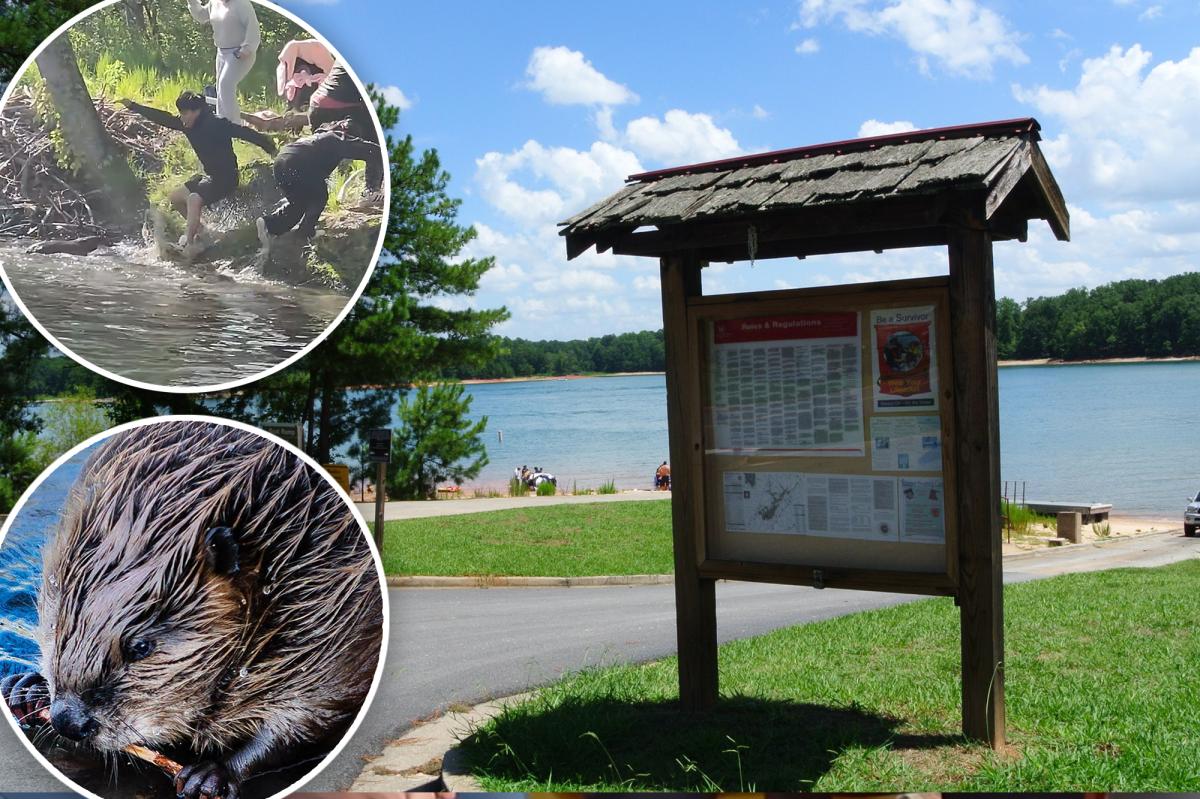Experts weigh in on New York's rabid beaver scourge